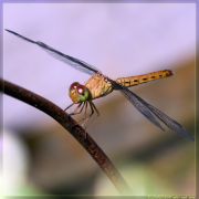 dragonfly11.jpg