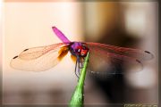 dragonfly12.jpg