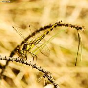 forest-dragonfly_1.jpg