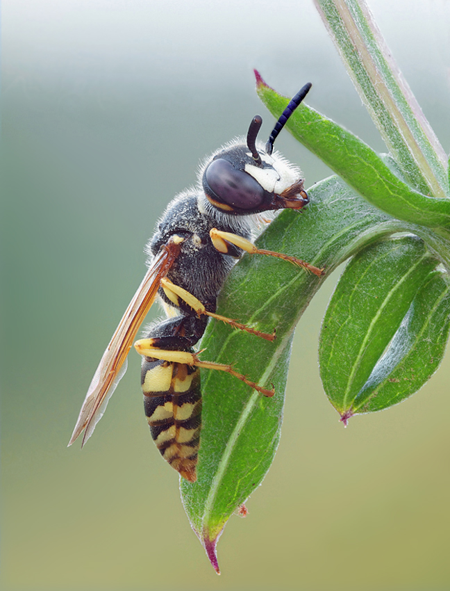 File:Beewolf with honey bee.jpg - Wikipedia
