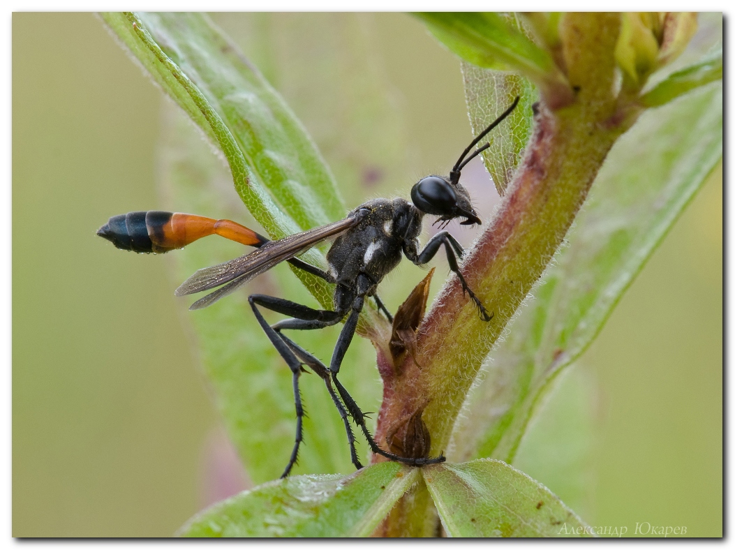 Оса землянная земляная. Аммофила ammophila sabulosa. Роющая оса. Оса пелопей кокон. Песочная оса сканворд 5.