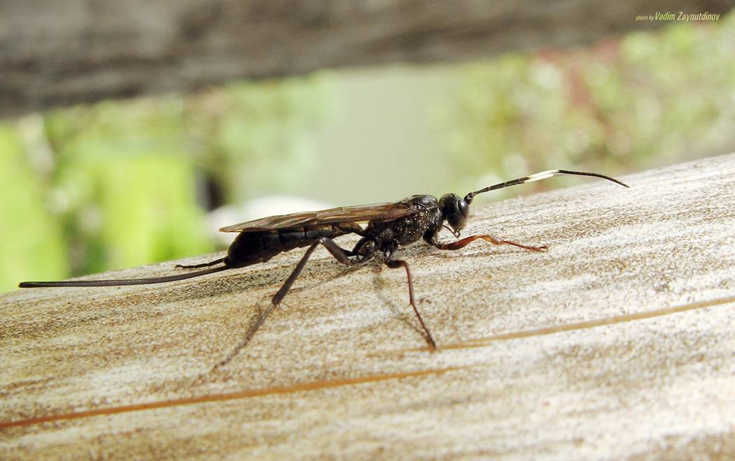 Муравьи наездники. Наездник Echthrus reluctator l. (Ichneumonidae, Cryptinae). Насекомое чтдлинным хвостом. Насекомое с длинным тонким хвостом. Длинное насекомое с крыльями.