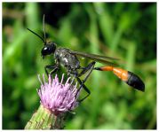 Ammophila_sabulosa.jpg