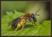 Andrena_haemorhoa_F_.jpg