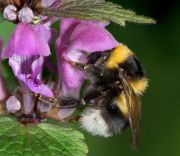 Bombus_jonellus_2008_04_23_063.jpg