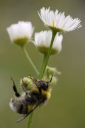 Bombus_sylvarum.jpg