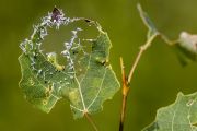 IMG_4808r.jpg