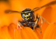 Vespidae_2008_09_28_237.jpg