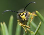 Vespidae_2008_10_01_082.jpg