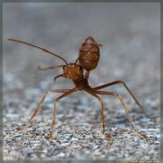 ant2.jpg