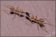 ants1.jpg
