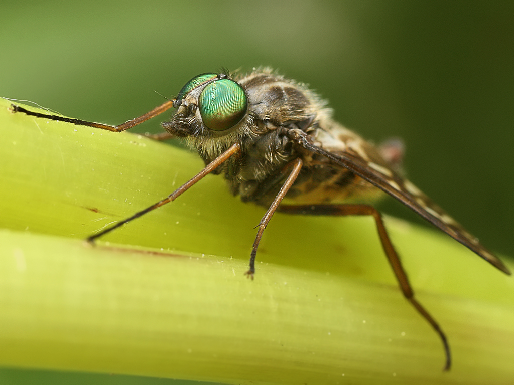 Мушка комара. Овод зеленый. Насекомое с зелеными глазами. Муха с зелеными глазами.