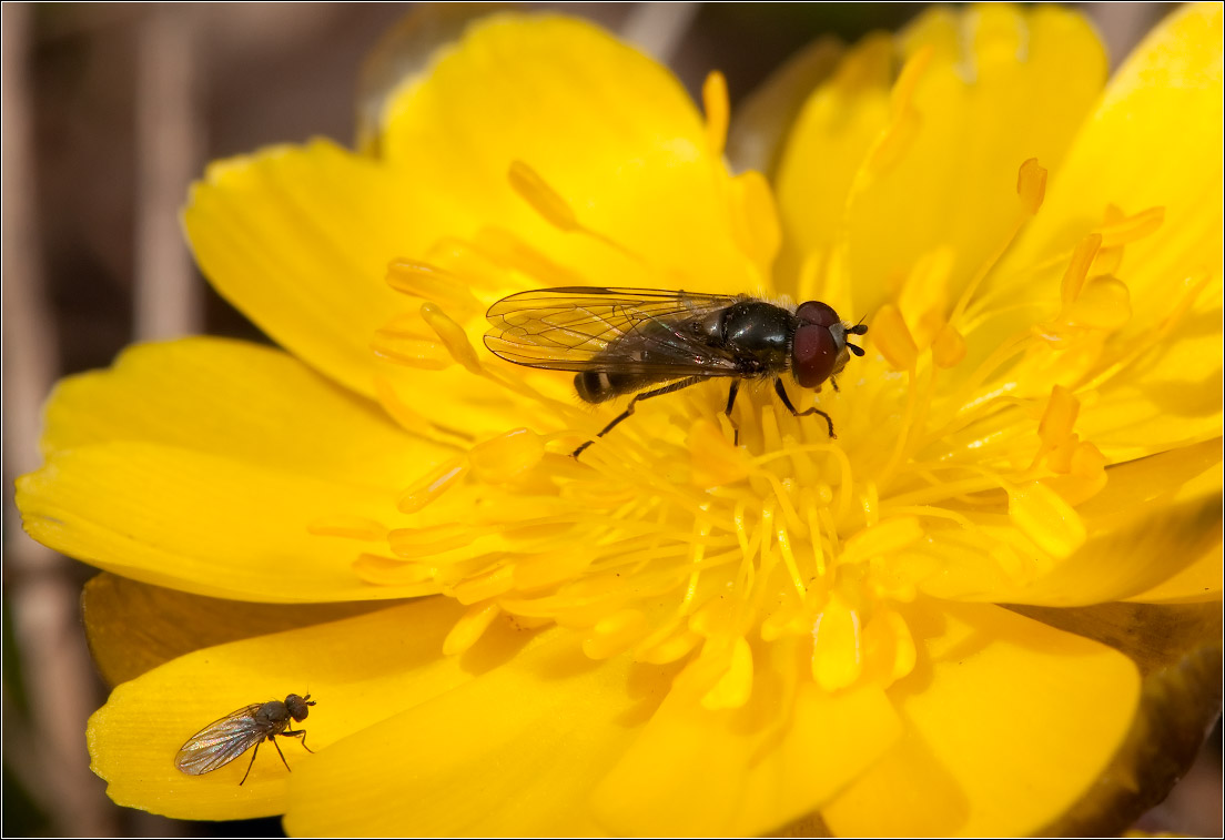 Картинки природы Муха весной. Syrphidae. Первое появление весной мух Костромской области. Весенняя муха