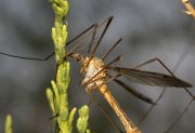 2tipula_DSC9479.jpg