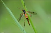 7_2016_Tanyptera_atrata_0675.jpg