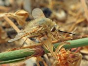 Bombylius_major01.jpg