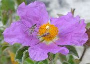 DSC09113c1.jpg