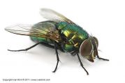 Green_Fly.jpg