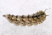 Larva800.jpg