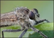 Robber_fly02.jpg
