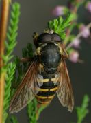 Sericomyia1024.jpg