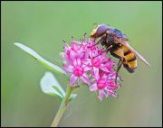 Volucella_inanis1.jpg