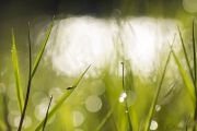 fly_in_the_morning_grass_with_dew_drops.jpg