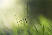 mosquito-long-legged_spread_his_legs_in_the_dewy_grass.jpg