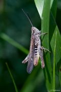 2010_06_Grasshopper_1200px.jpg