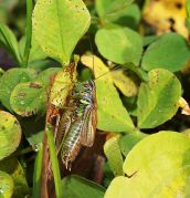 939_Grasshopper_s2.jpg