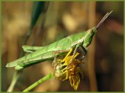 Grasshopper03.jpg