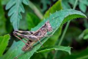 Grasshopper6.jpg
