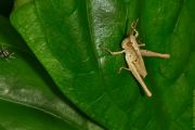 IMG_7845GrasshopperSmall.jpg