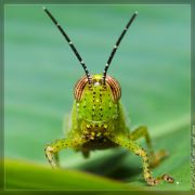 grasshopper4.jpg
