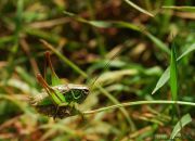 grasshopper_in_grass.jpg