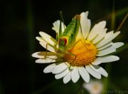 grasshopper_on_daisywheel.jpg