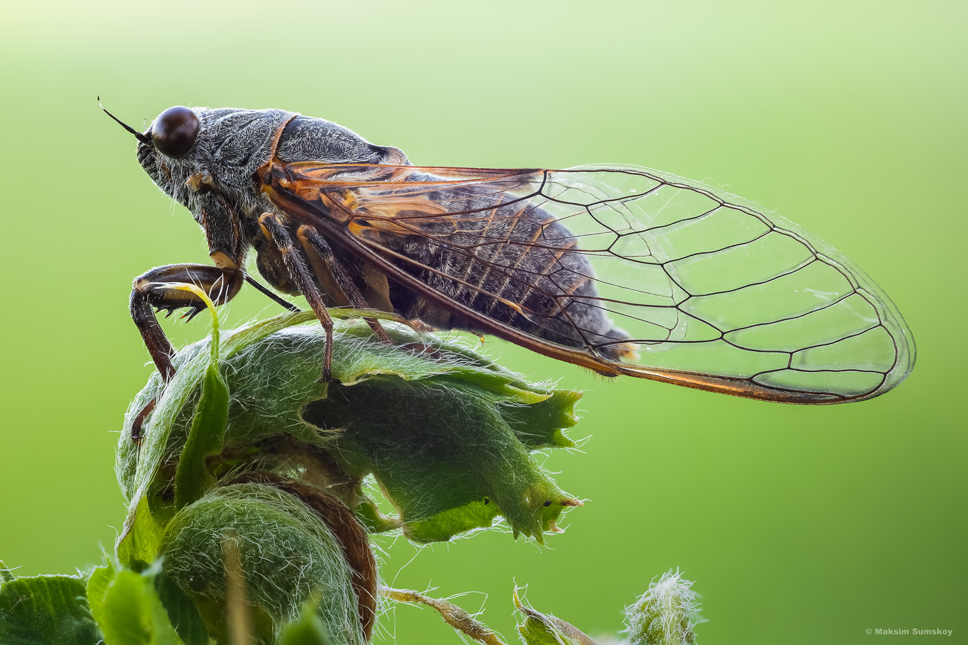 цикады 7 букв. цикады 7 букв. волшебная цикада. фонарница китайская. цикады 7 букв.