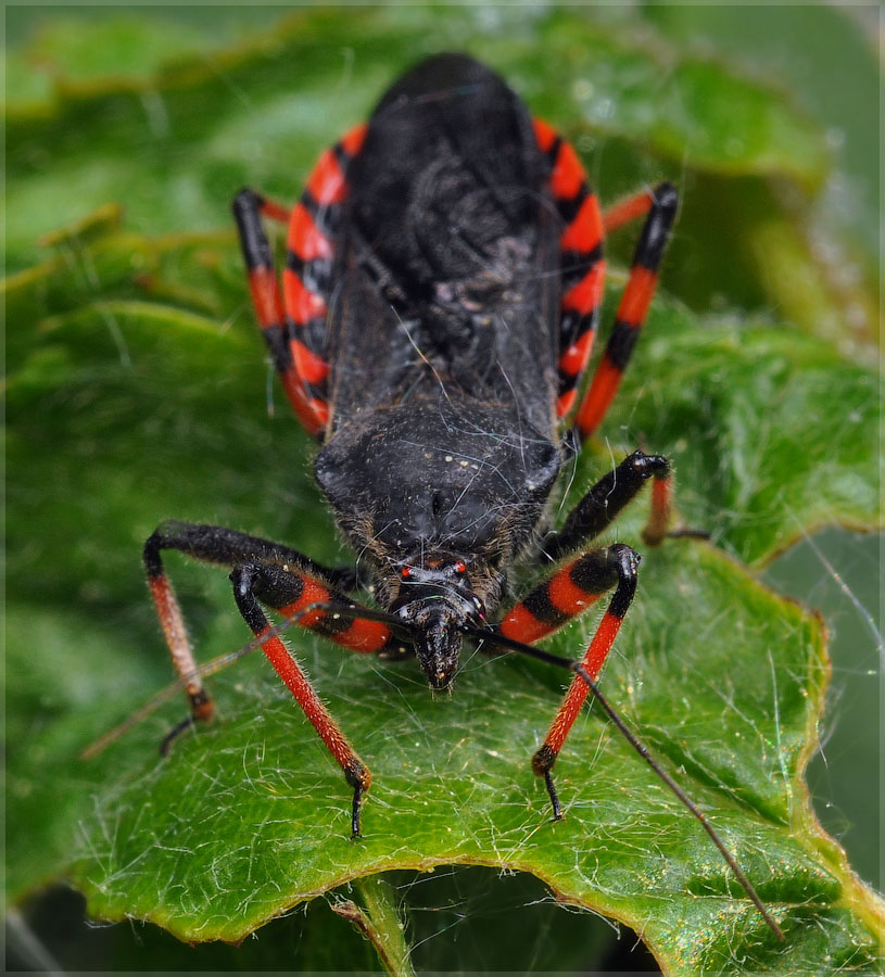 Хищнец кольчатый (Rhinocoris annulatus) Дикий Юг - природа Юга России Дзен