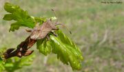 Coreus_marginatus.jpg