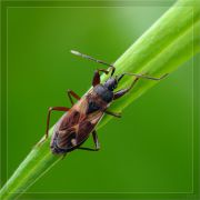 Eremocoris_abietis01.jpg