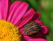 Graphosoma_lineatum4.JPG