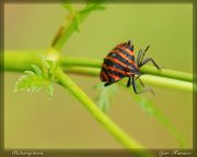 Heteroptera.jpg