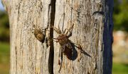 Leptoglossus_occidentalis_Heidemann_.jpg