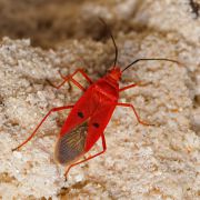 pyrrhocoridae_DSC_5271.jpg