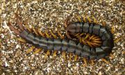 Scolopendra_cingulata_L.jpg
