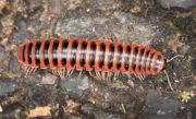 millipede1200.jpg