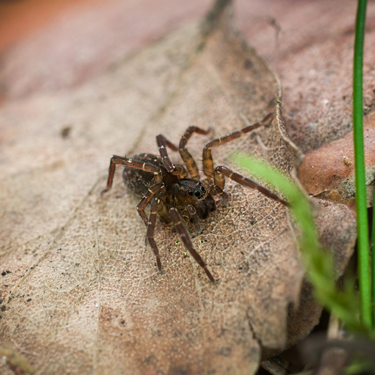 Premium Photo A tarantula on a tree trunk