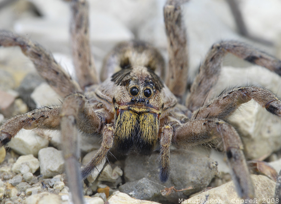 Wolf Spider Natureza