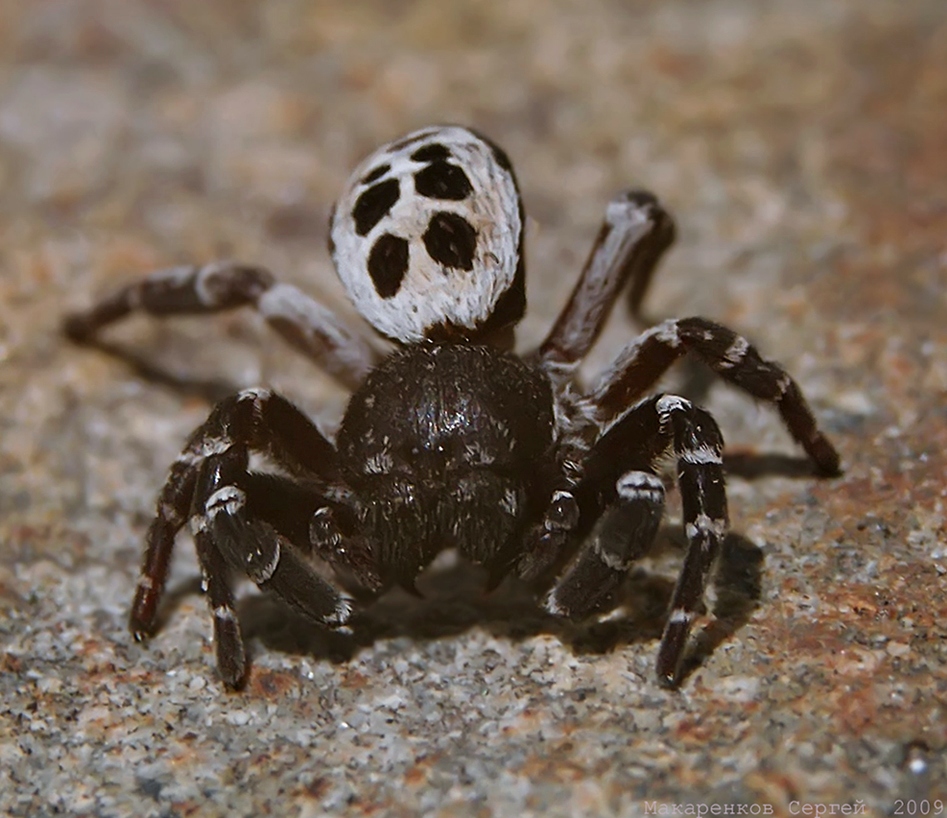 Eresus kollari Crustaceans, Animals, Crab