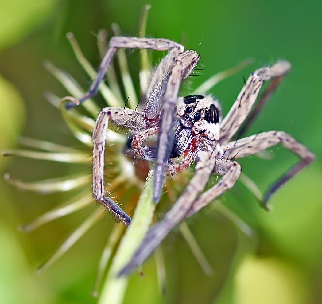 Spider кэш